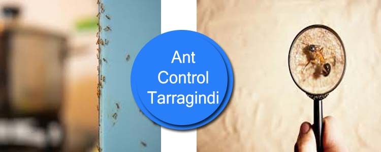 Ant Control Tarragindi