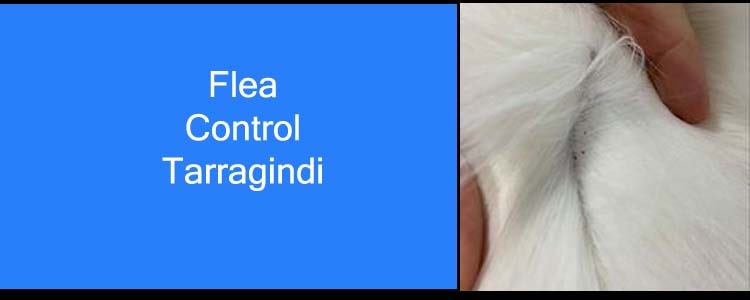 Flea Control Tarragindi